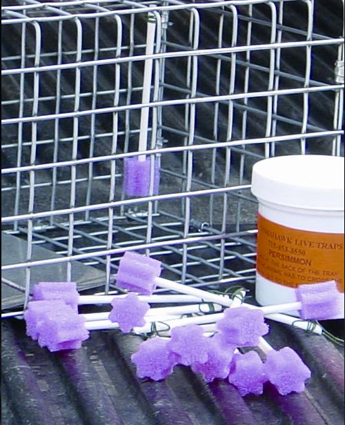 buy Neutral Scent Bait Sticks - One Dozen - For use with Scented Bait & Paste in Live Animal Trapping